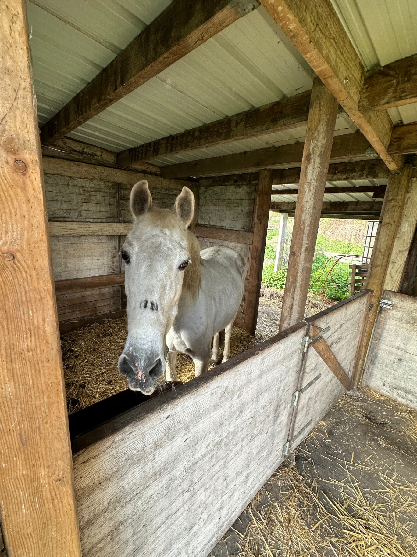 Studios de la Renaissance — animal de la ferme thérapeutique