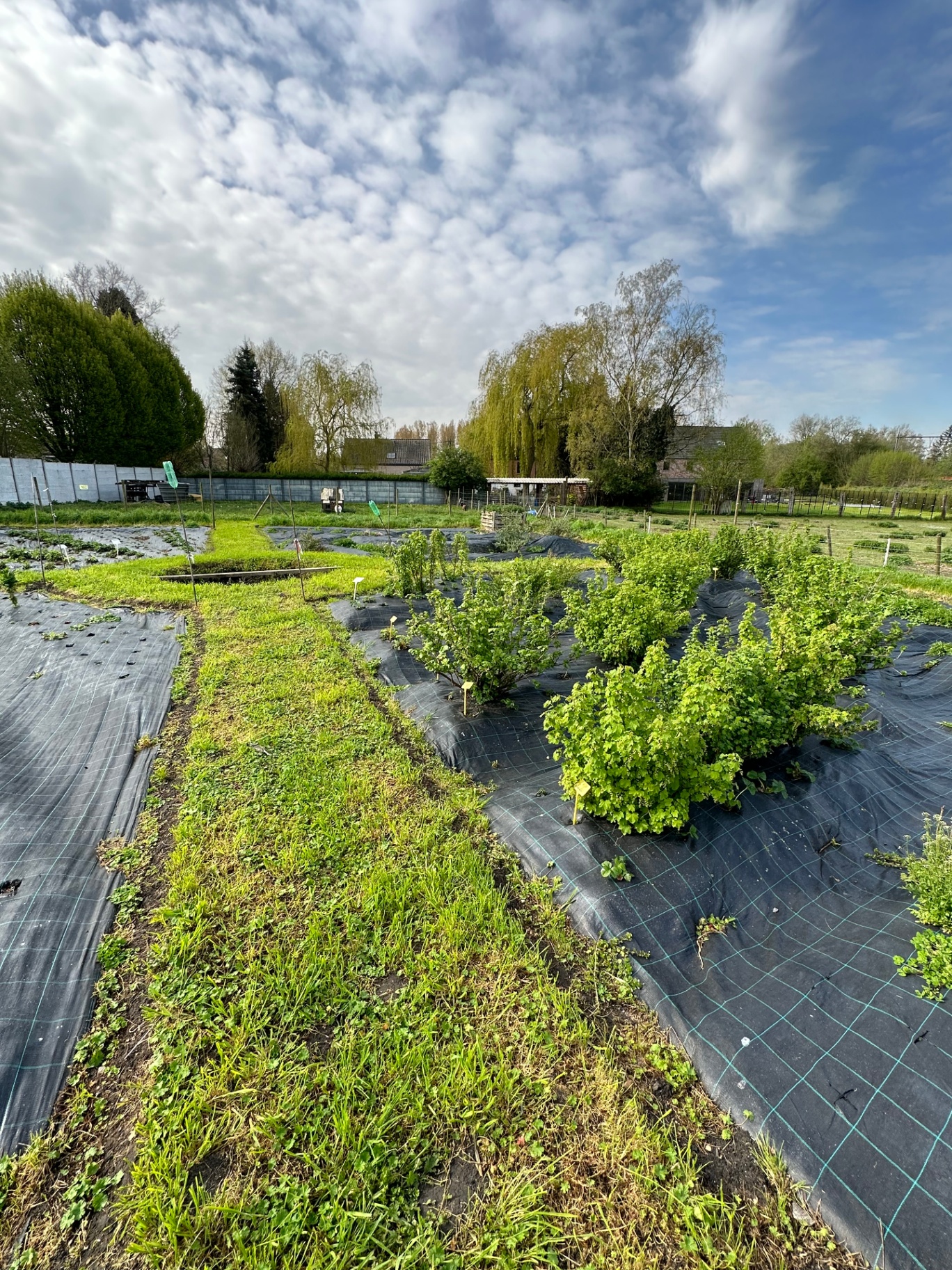 Studios de la Renaissance — potager partagé